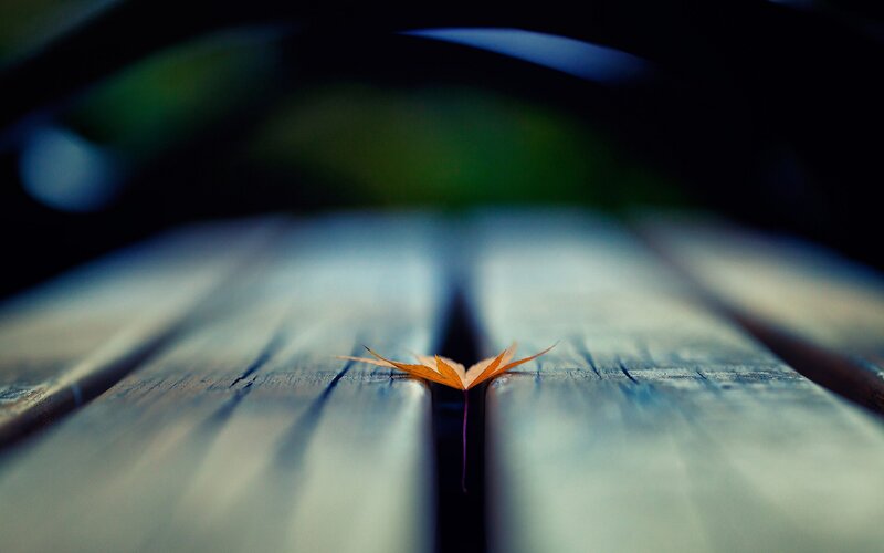 Single Orange Leaf — Serene