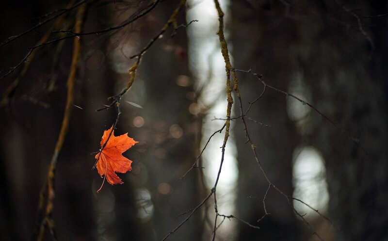 Single Orange Maple Leaf