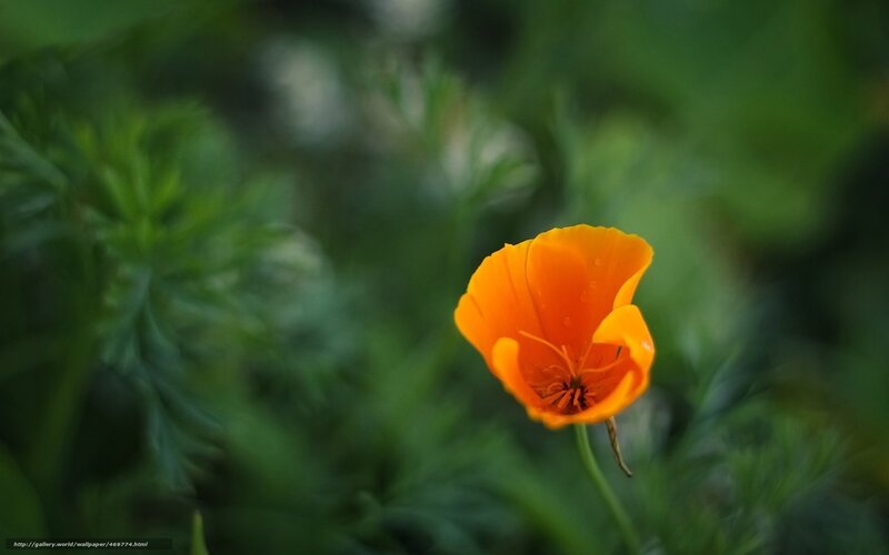 single orange poppy flower