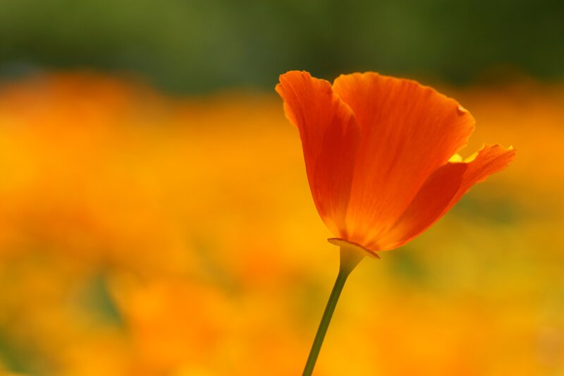 Single Orange Poppy Flower — Serene, Afternoon, Photograph