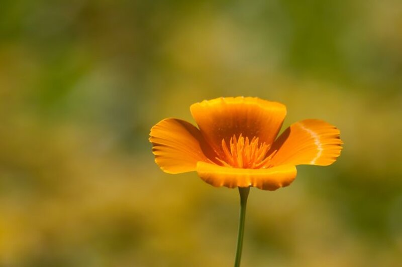 Single Orange Poppy Flower — Serene, Afternoon