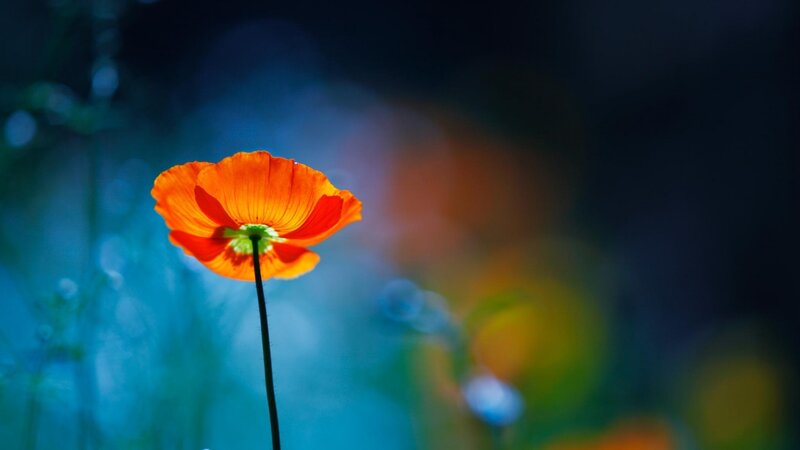 Single Orange Poppy Flower — Serene, Night