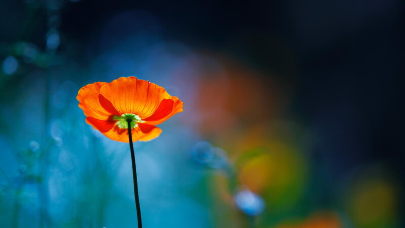 Single Orange Poppy Flower — Serene, Photograph