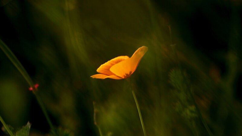 Single Orange Poppy Flower — Serene, Sunset