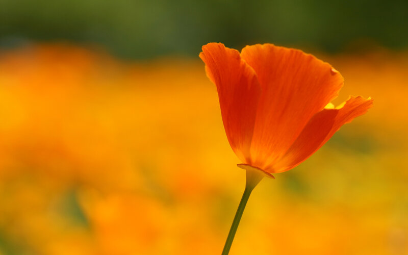 Single Orange Poppy Flower — Serene