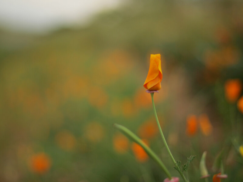 Single orange poppy in a field