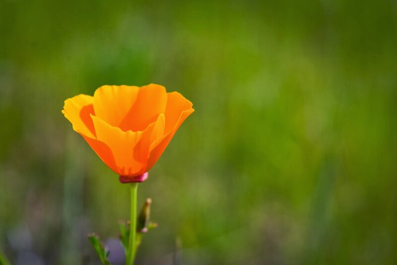 Single Orange Poppy