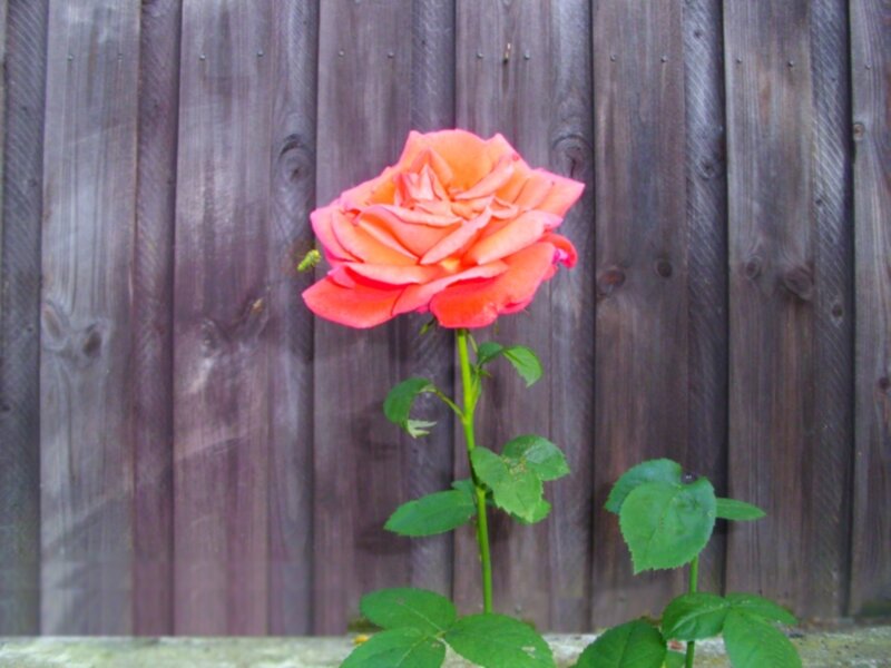 Single Orange Rose — Calm