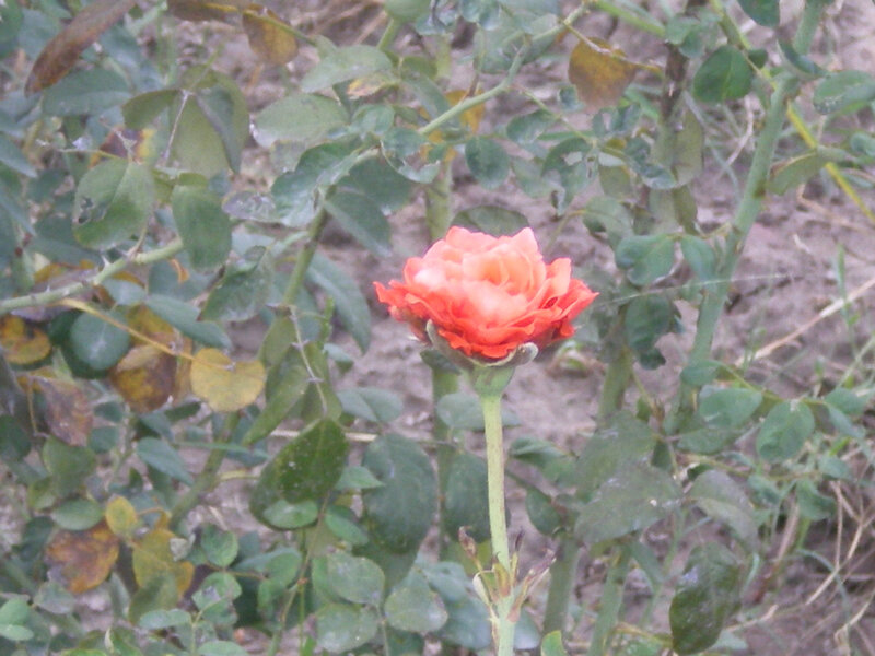 single orange rose in garden