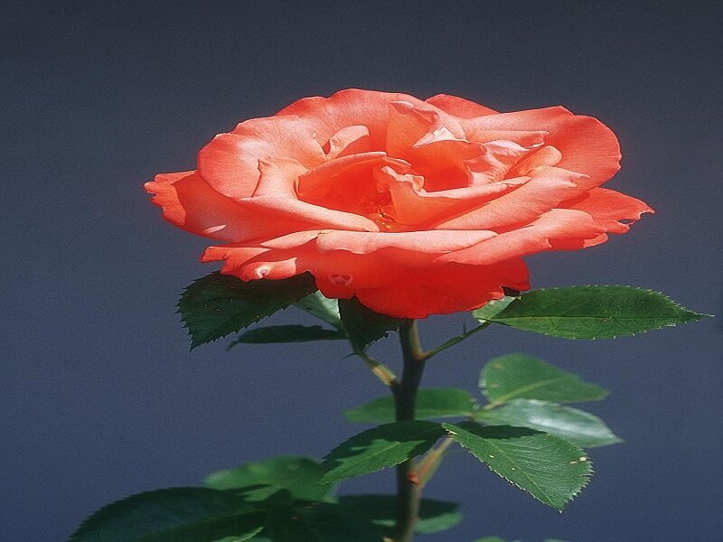 Single Orange Rose