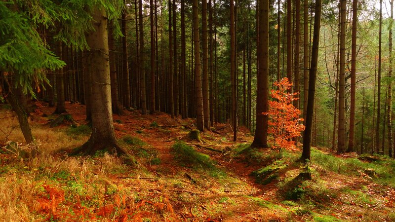 Single Orange Tree in Forest