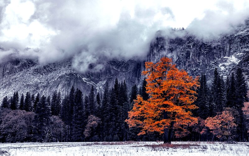 Single Orange Tree in Snow