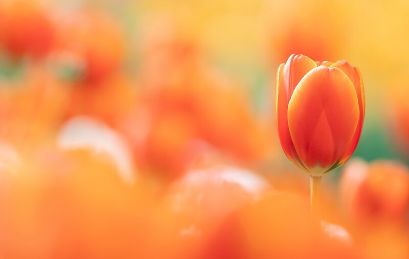 Single Orange Tulip