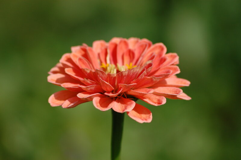 Single Orange Zinnia Flower