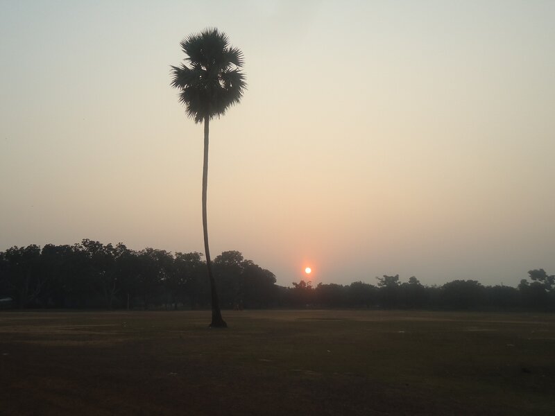 Single Palm Tree at Sunset
