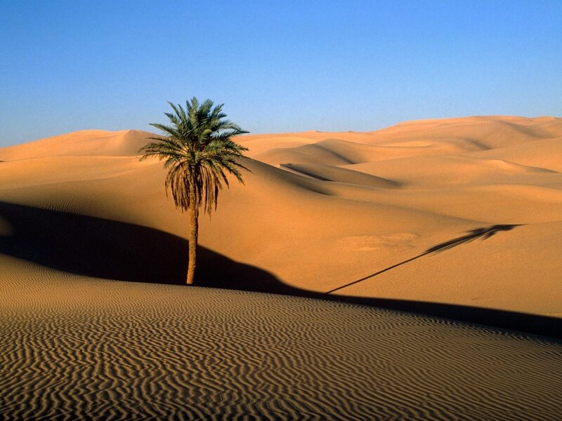 Single Palm Tree in Desert — Blue, Serene, Afternoon