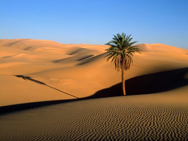 Single Palm Tree in Desert — Blue