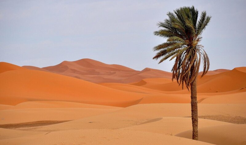 Single Palm Tree in Desert — Orange, Serene