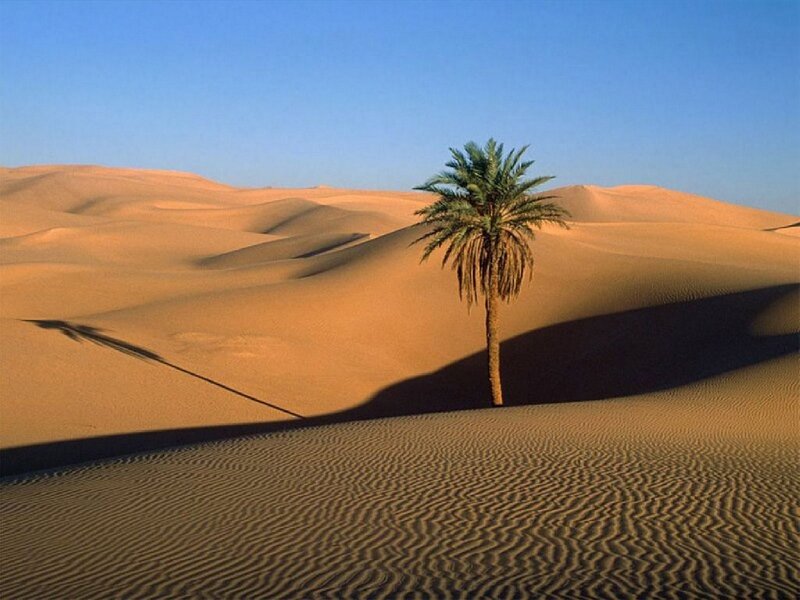 Single Palm Tree in Desert