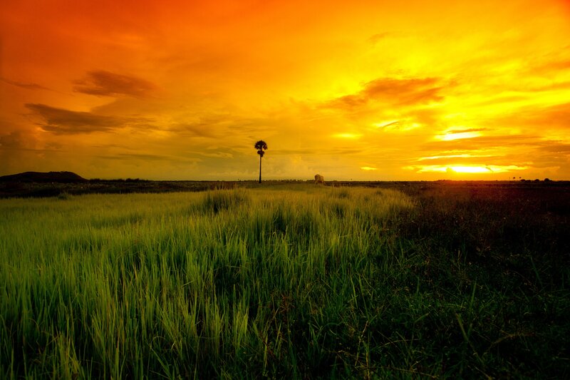 Single Palm Tree in Field — Orange, Dramatic, Sunset