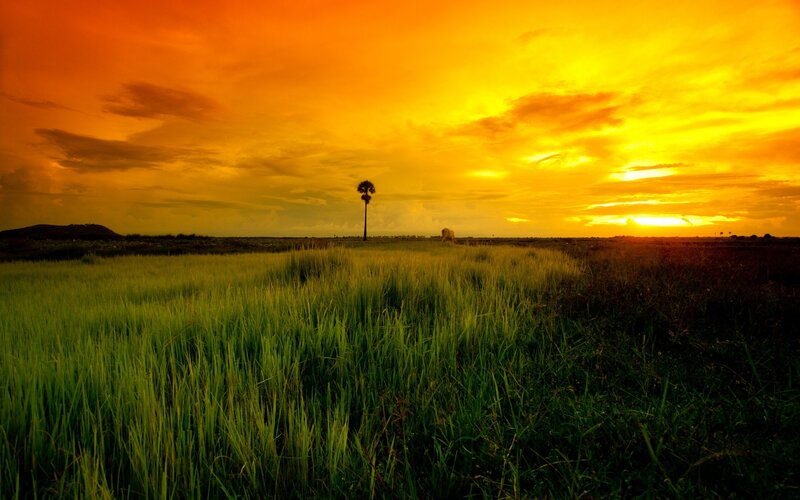 Single Palm Tree in Field — Orange, Dramatic