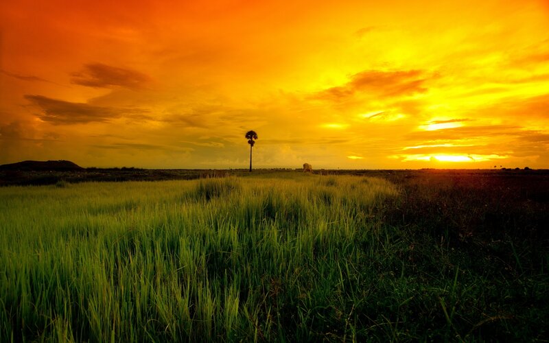 Single Palm Tree in Field — Orange
