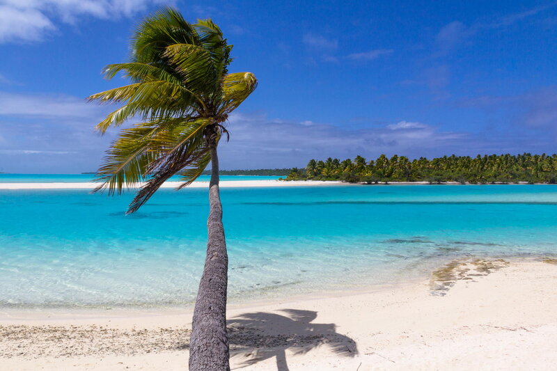 Single Palm Tree on Beach — Blue, Serene, Afternoon, Photograph, Ocean, Island