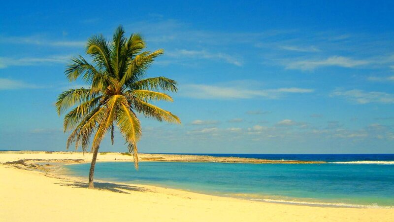 Single Palm Tree on Beach — Blue, Serene, Afternoon, Photograph