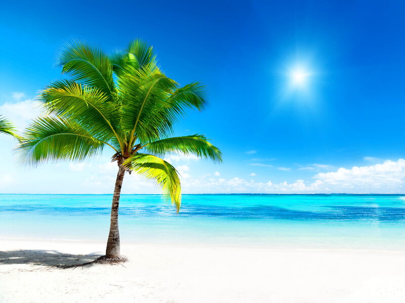 Single Palm Tree on Beach — Blue, Serene, Afternoon