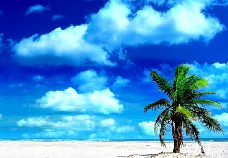 Single Palm Tree on Beach — Blue, Serene