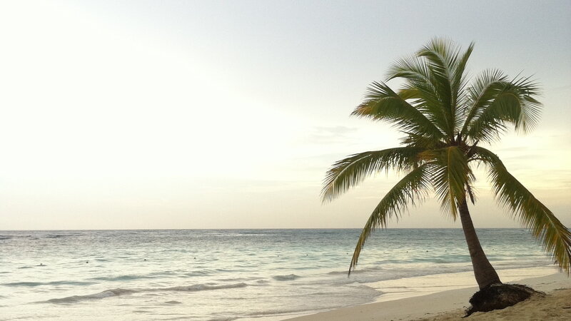 Single Palm Tree on Beach — Green