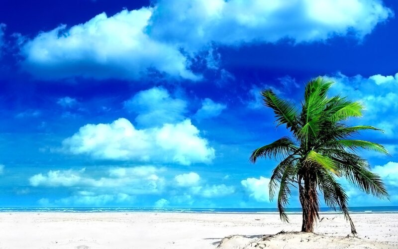 Single Palm Tree on Beach — White
