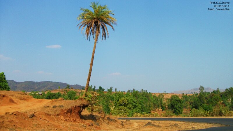 Single Palm Tree on Hill