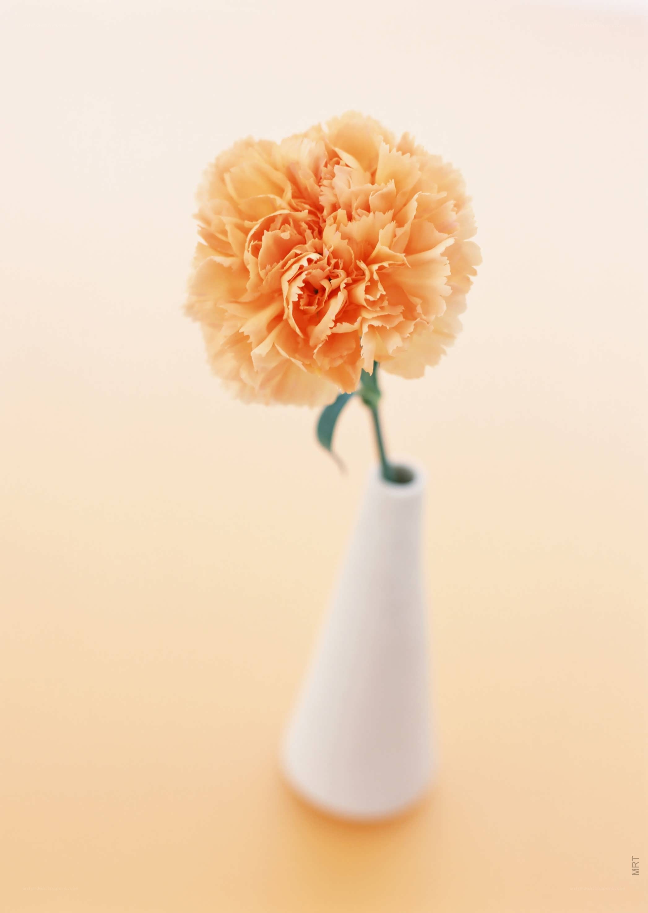 single peach carnation in vase