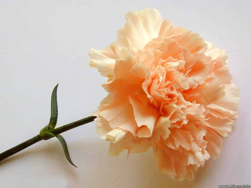 Single Peach Carnation