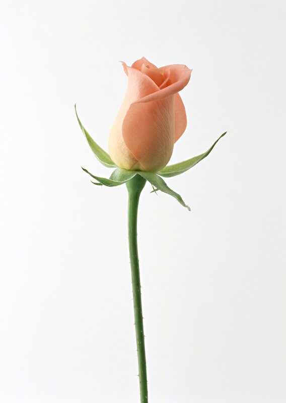 single peach rose bud