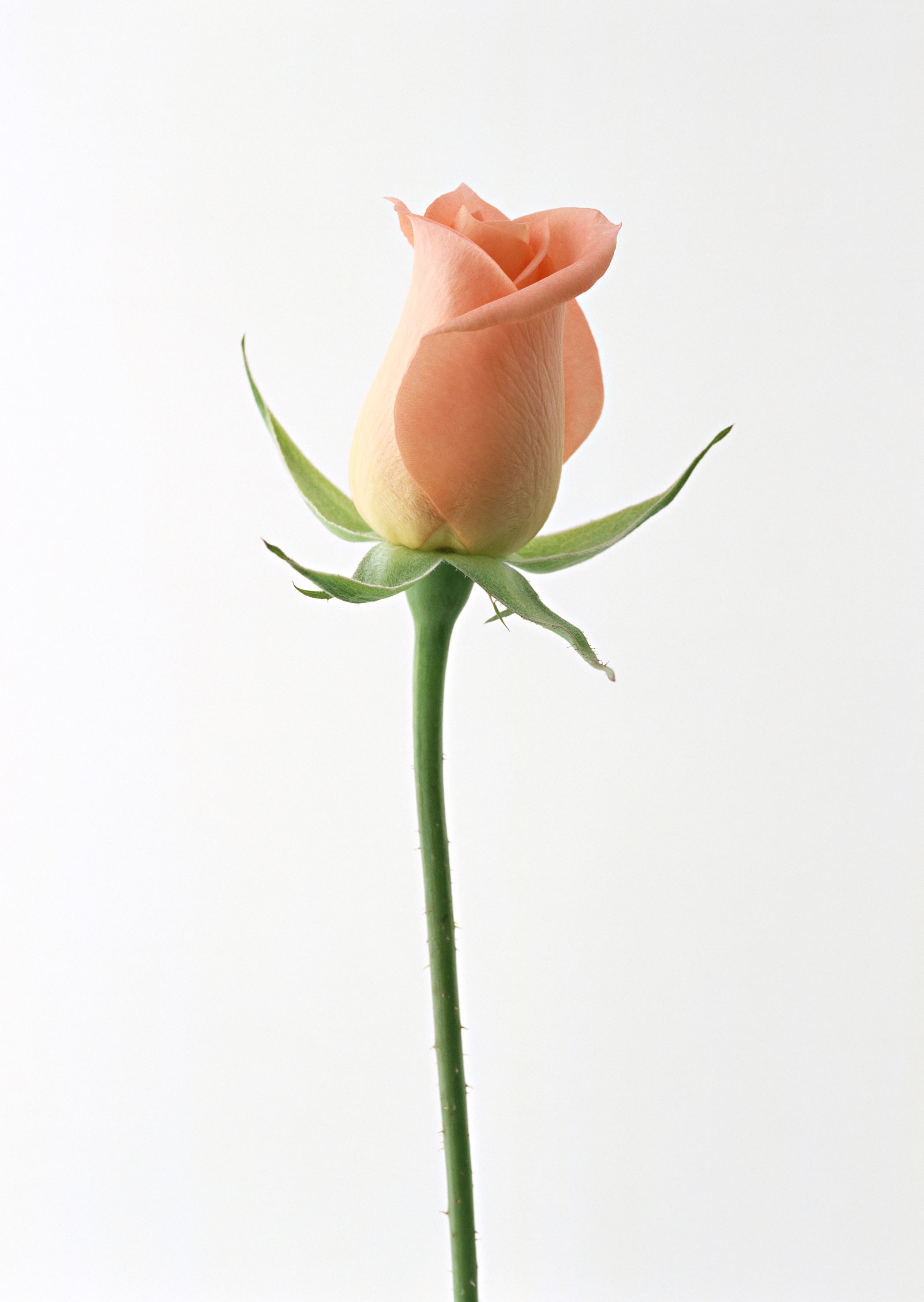 single peach rose bud