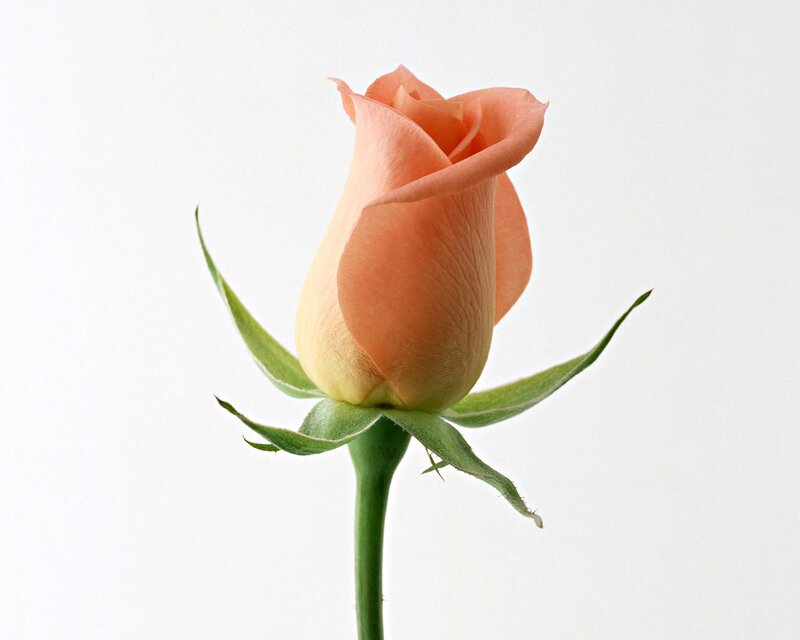 single peach rose bud