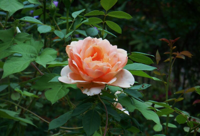 Single Peach Rose — Calm, Afternoon, Photograph