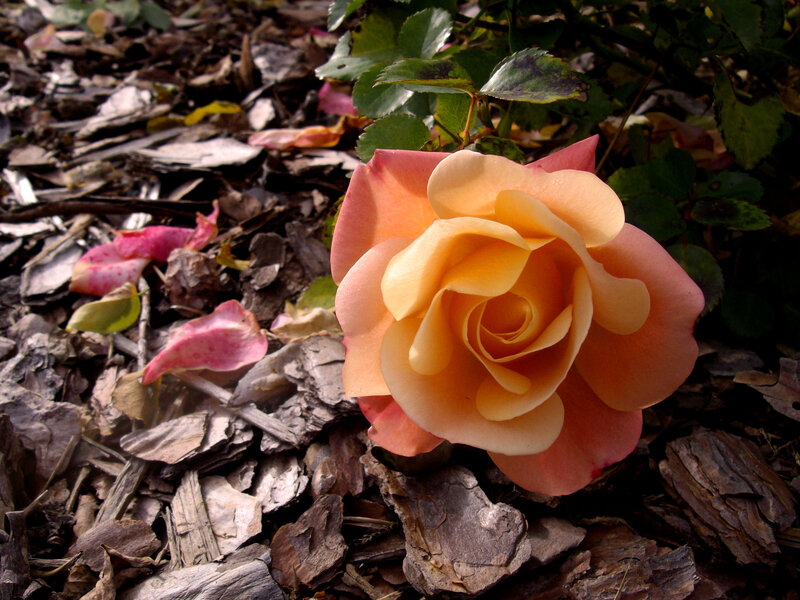 Single Peach Rose — Calm, Afternoon