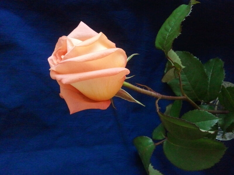 Single Peach Rose — Calm, Photograph, Green Leaves