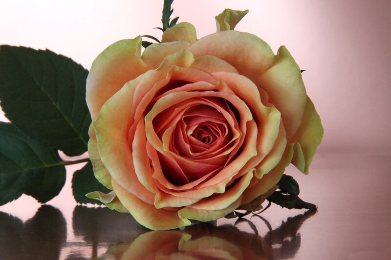 Single Peach Rose — Calm, Photograph, Leaf
