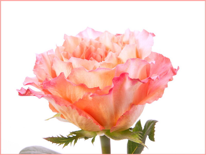 Single Peach Rose — Calm, Photograph