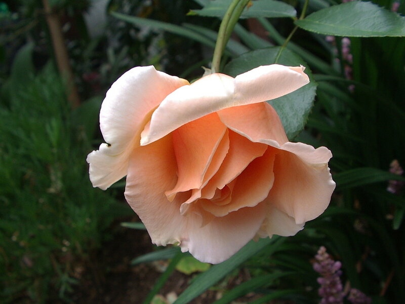 Single Peach Rose — Calm