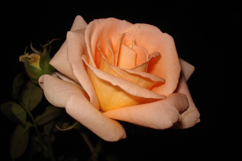 Single Peach Rose — Dramatic, Night