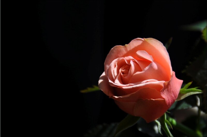 Single Peach Rose — Dramatic, Photograph, Flower