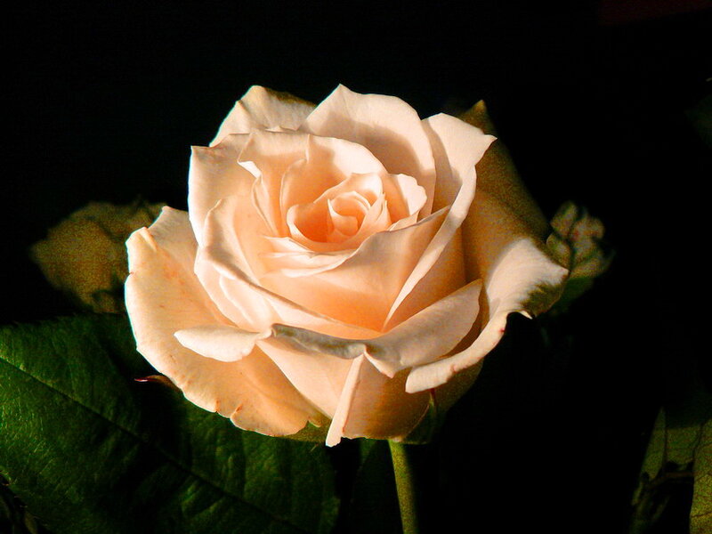 Single Peach Rose — Dramatic, Photograph, Green Leaves