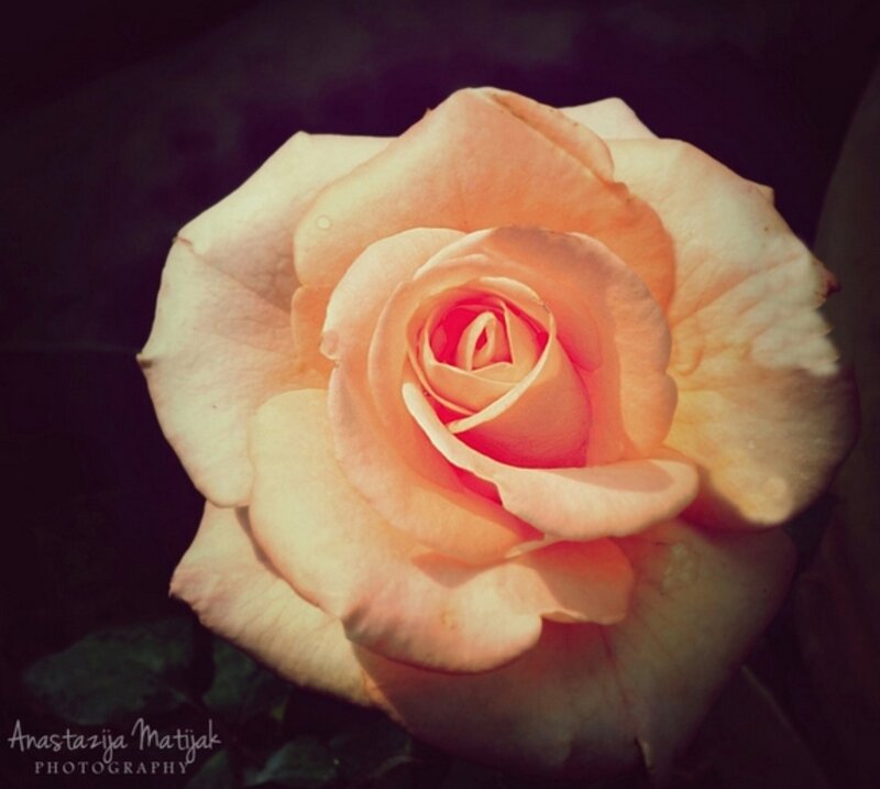Single Peach Rose — Dramatic, Photograph, Petals, Dark Background