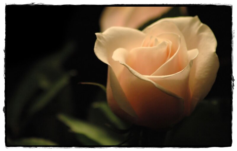 Single Peach Rose — Dramatic, Photograph, Petals