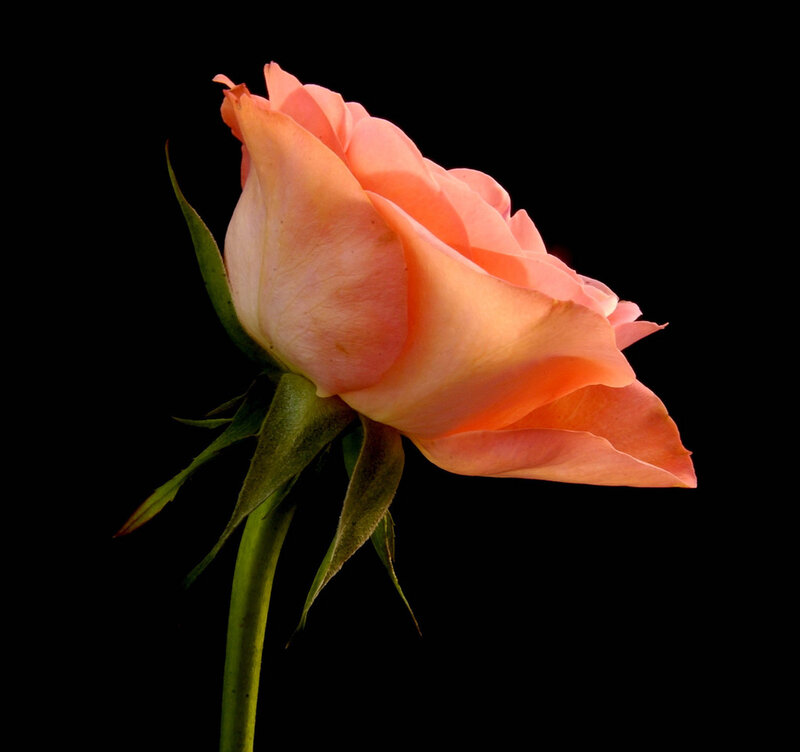 Single Peach Rose — Dramatic, Photograph